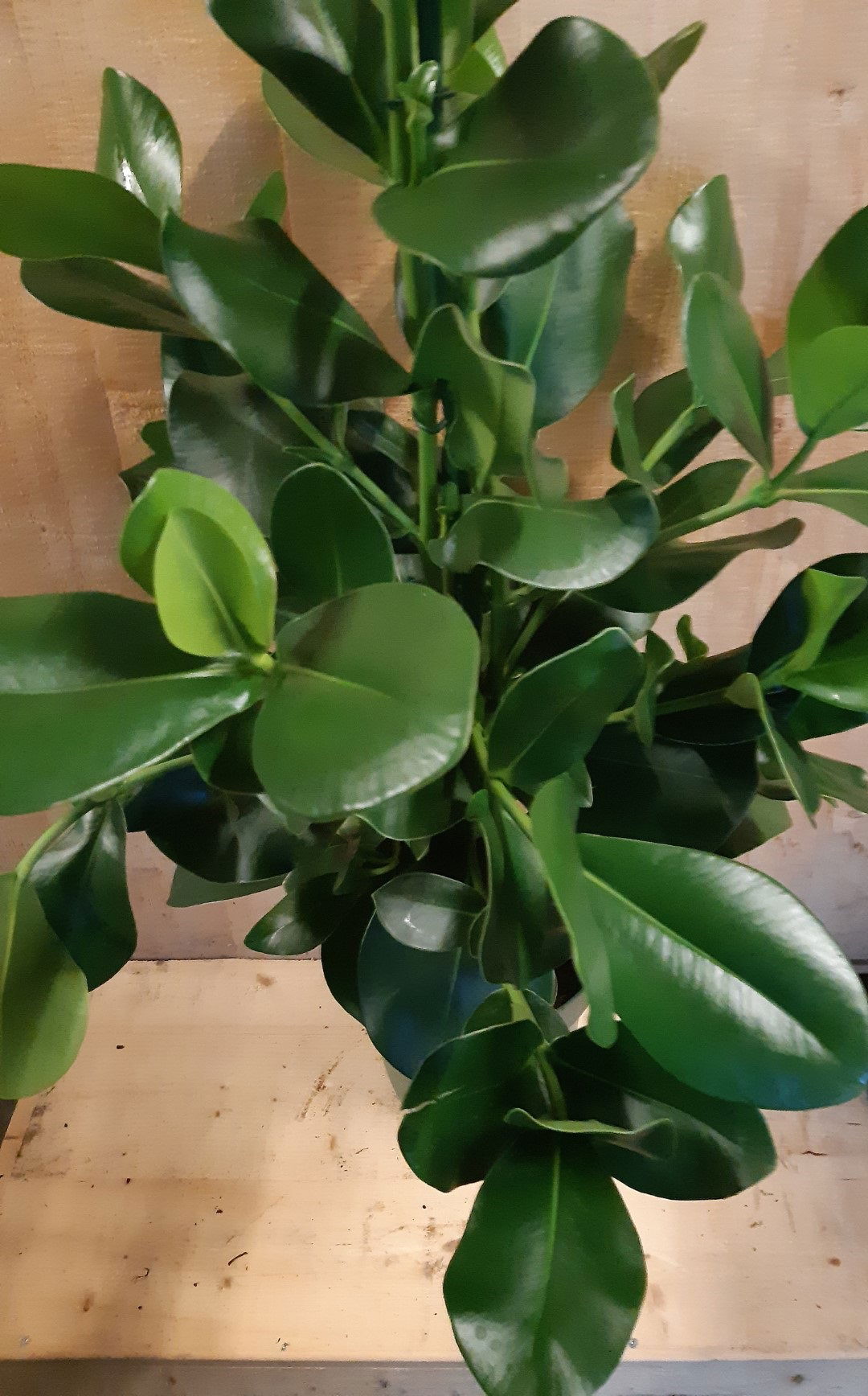 https://cdn.warentuin.nl/media/catalog/product/L/E/LEVE8149900043651_01_warentuin_natuurlijk_kamerplant_clusia_rosea_copey_70_cm_h_13bf.jpg
