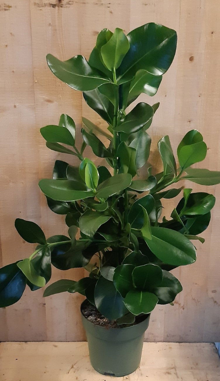 https://cdn.warentuin.nl/media/catalog/product/L/E/LEVE8149900043651_05_warentuin_natuurlijk_kamerplant_clusia_rosea_copey_70_cm_h_aeb6.jpg