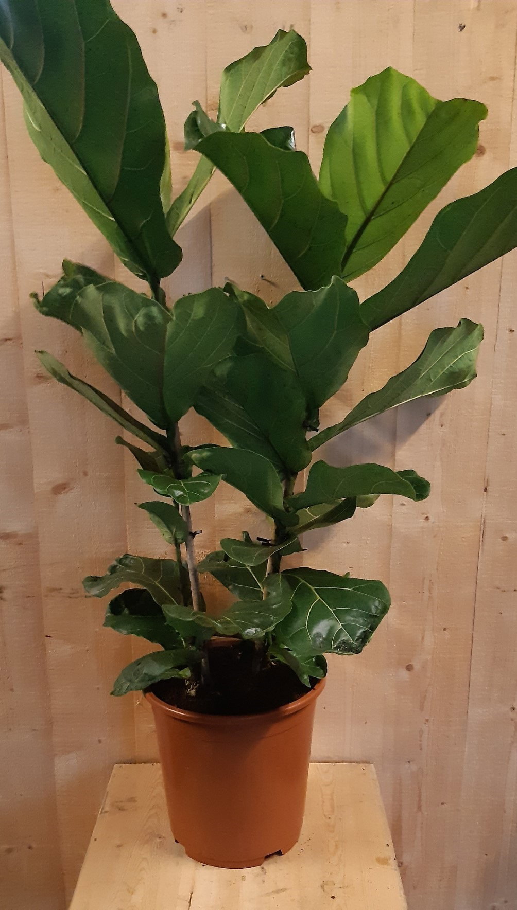 https://cdn.warentuin.nl/media/catalog/product/L/E/LEVE8149900043653_warentuin_natuurlijk_kamerplant_ficus_lyrata_70cm_hoog_twee_s_f34d.jpg