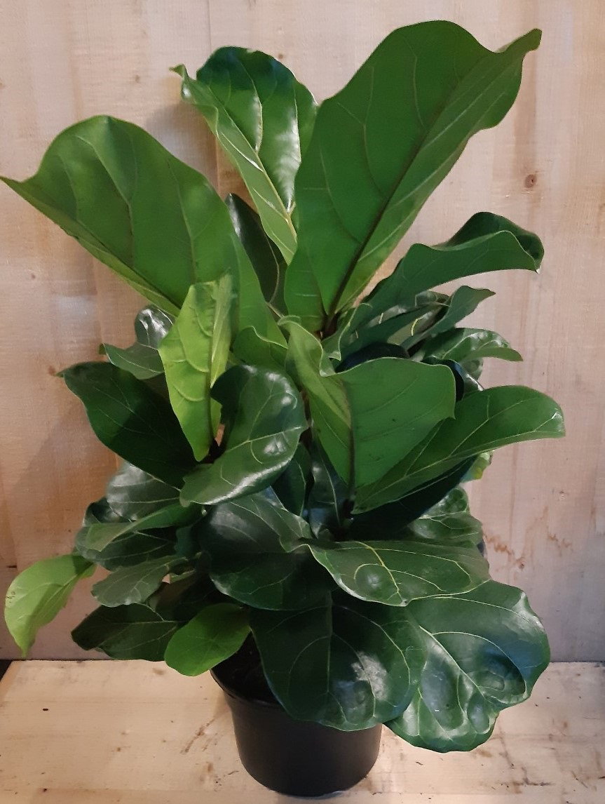 https://cdn.warentuin.nl/media/catalog/product/L/E/LEVE8149900043654_warentuin_natuurlijk_kamerplant_ficus_lyrata_campact_50_cm_ho_8ac7.jpg