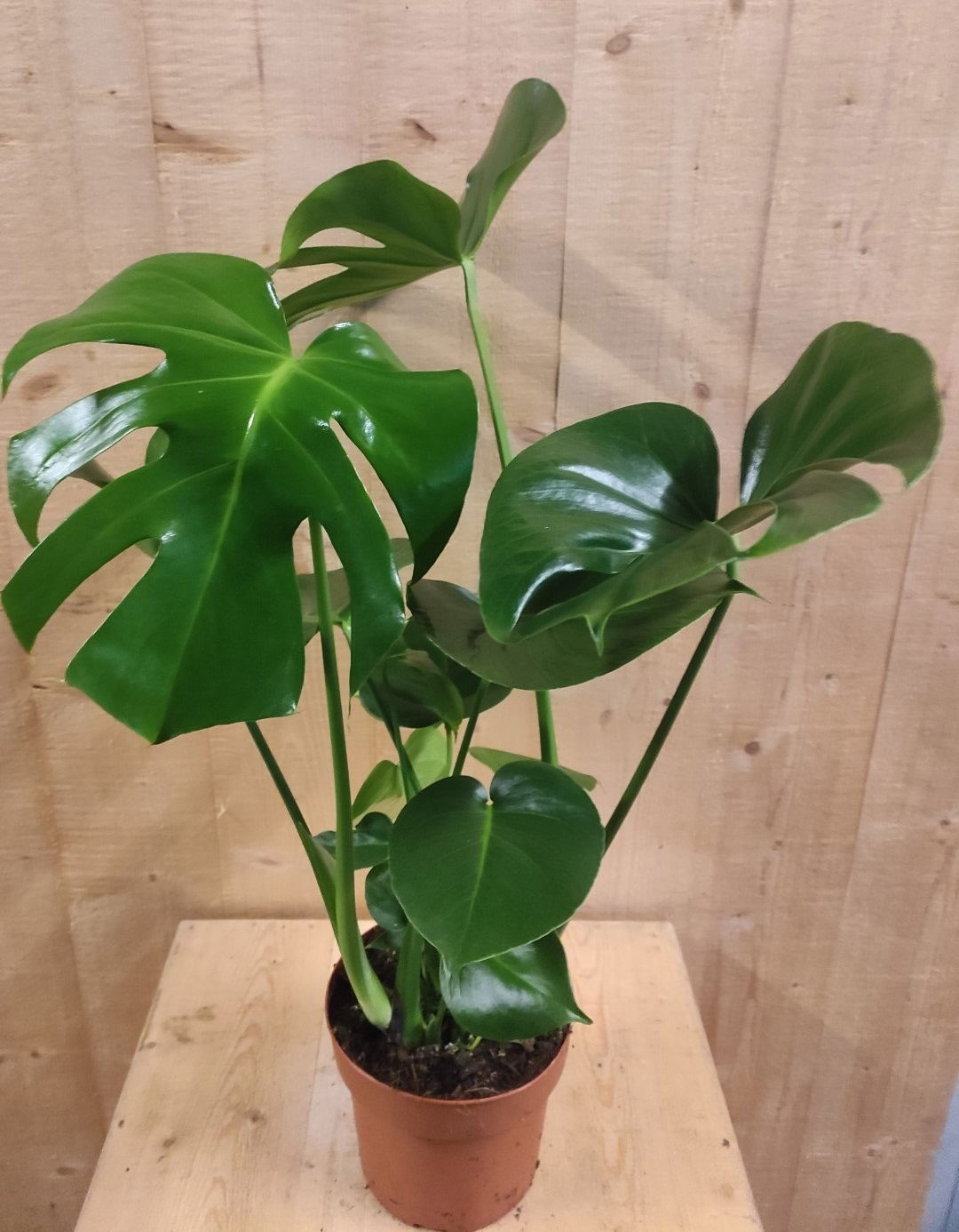 https://cdn.warentuin.nl/media/catalog/product/L/E/LEVE8149900043655_01_warentuin_natuurlijk_kamerplant_monstera_deliciosa_70_cm_h_cbd9.jpg