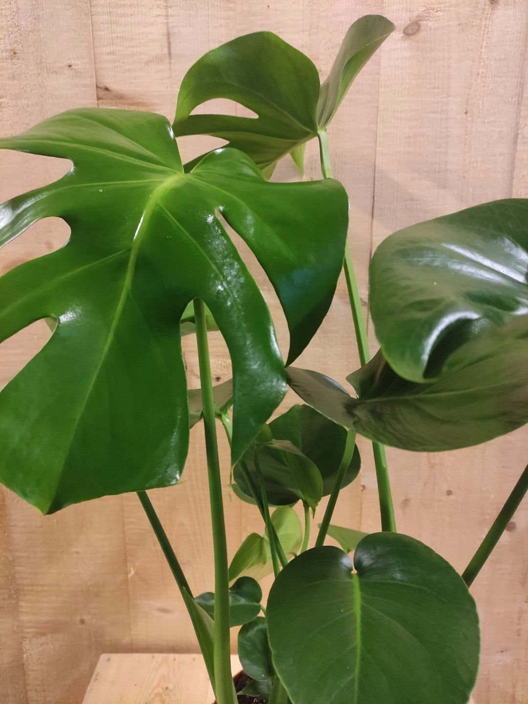 https://cdn.warentuin.nl/media/catalog/product/L/E/LEVE8149900043655_warentuin_natuurlijk_kamerplant_monstera_deliciosa_70_cm_hoog_8100.jpg