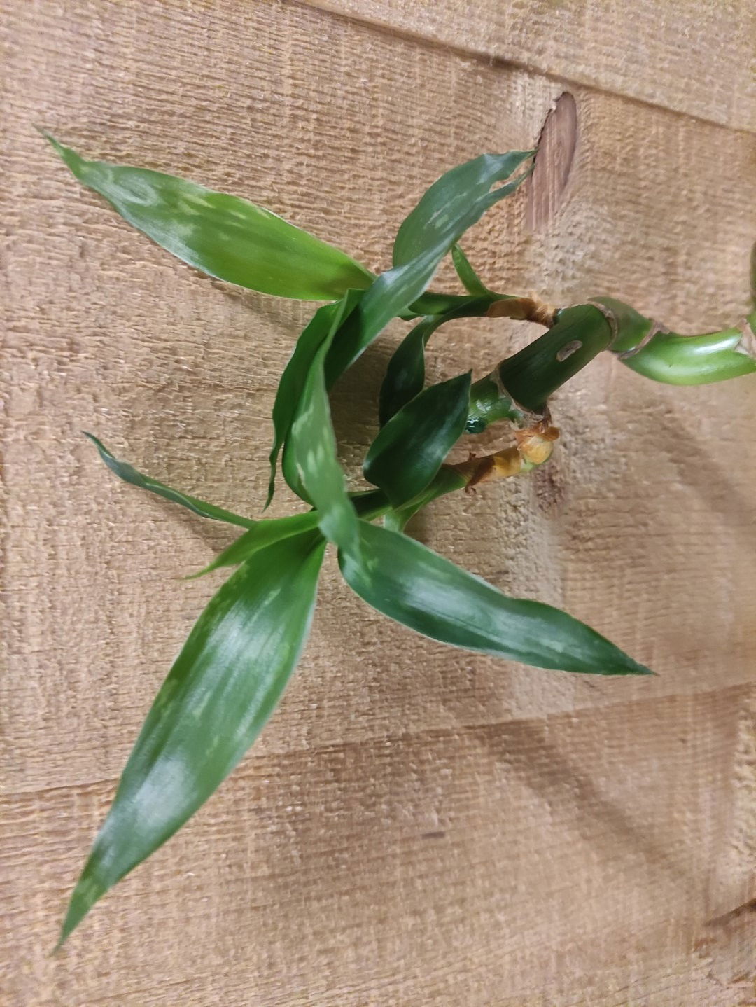 https://cdn.warentuin.nl/media/catalog/product/L/E/LEVE8149900043656_01_warentuin_natuurlijk_kamerplant_levende_bamboe_stok_lucky__2f2a.jpg