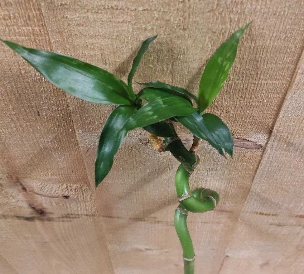 https://cdn.warentuin.nl/media/catalog/product/L/E/LEVE8149900043656_warentuin_natuurlijk_kamerplant_levende_bamboe_stok_lucky_dra_e6e2.jpg