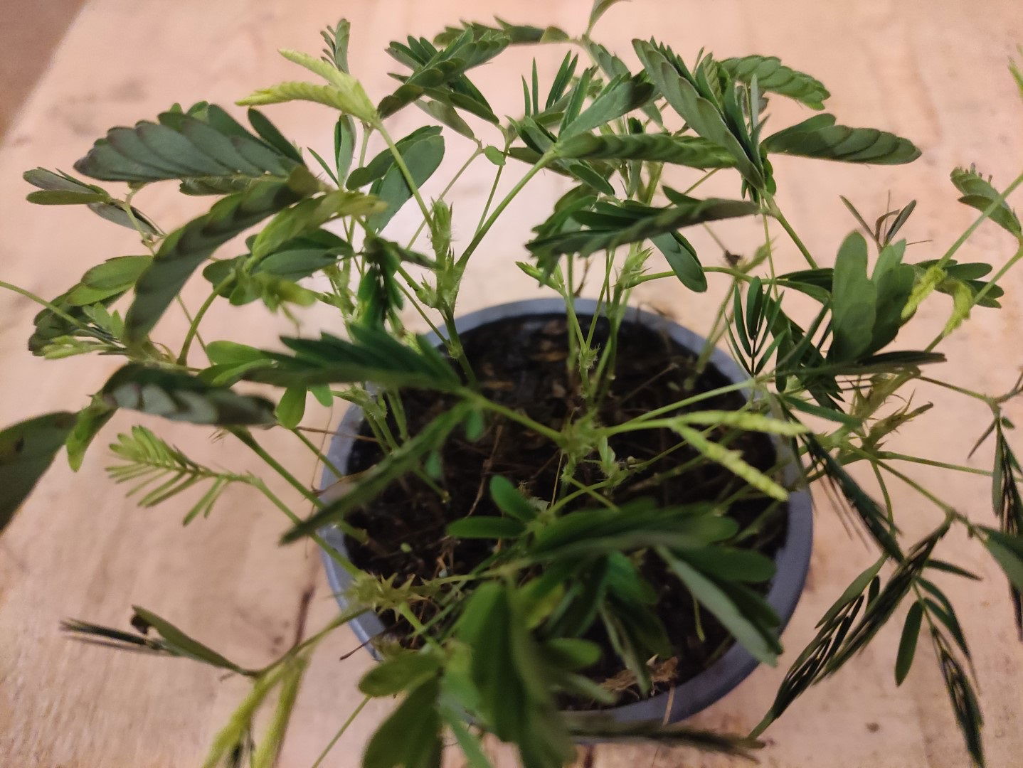 https://cdn.warentuin.nl/media/catalog/product/L/E/LEVE8149900043657_01_warentuin_natuurlijk_kamerplant_mimosa_ppudica_kruidje_roe_2e3d.jpg