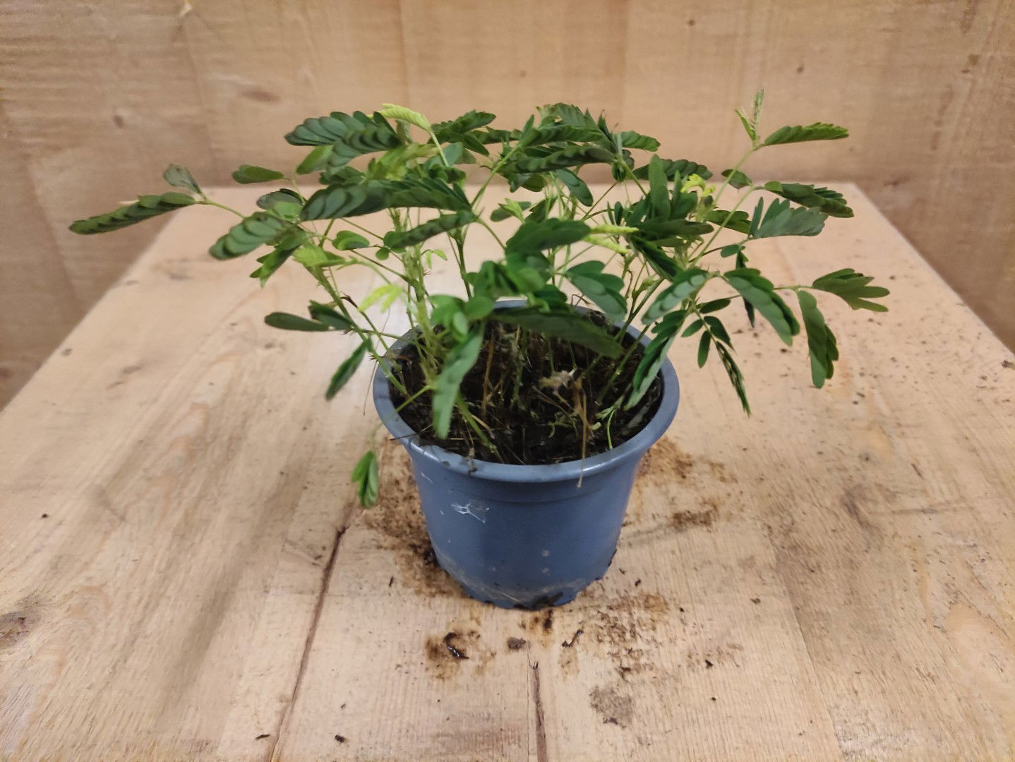 https://cdn.warentuin.nl/media/catalog/product/L/E/LEVE8149900043657_warentuin_natuurlijk_kamerplant_mimosa_ppudica_kruidje_roer_m_a0c7.jpg