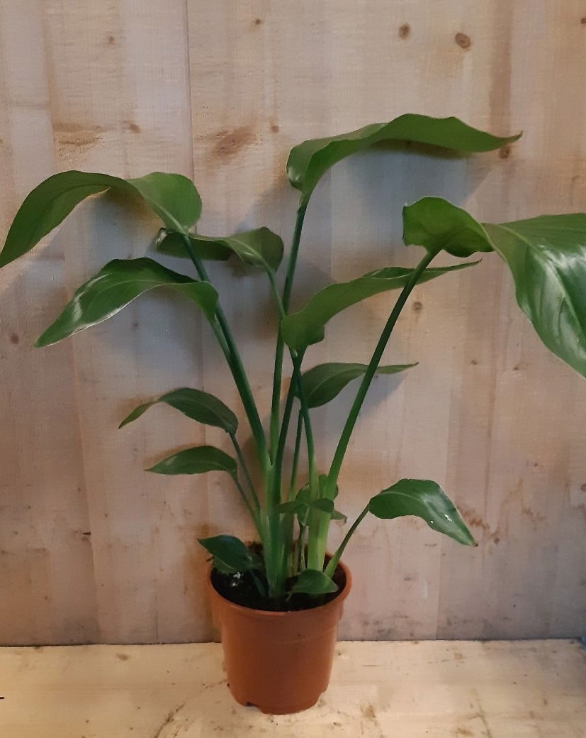 https://cdn.warentuin.nl/media/catalog/product/L/E/LEVE8149900043658_02_warentuin_natuurlijk_kamerplant_paradijsvogelbloem_nicolai_e1c5.jpg