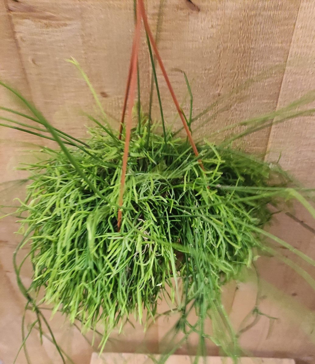 https://cdn.warentuin.nl/media/catalog/product/L/E/LEVE8149900043659_01_warentuin_natuurlijk_kamerplant_rhipsalis_cassutha_hangpla_f534.jpg