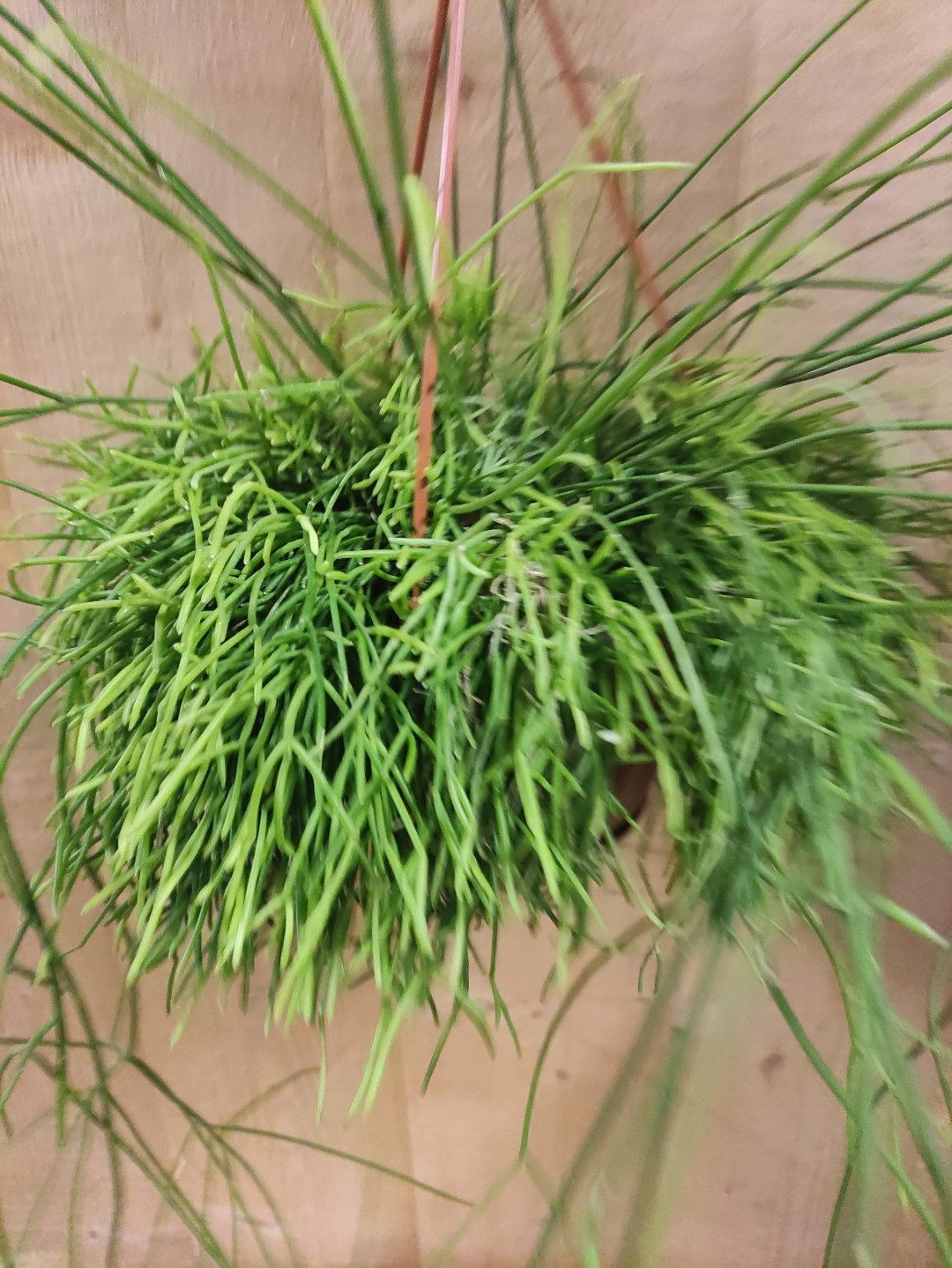 https://cdn.warentuin.nl/media/catalog/product/L/E/LEVE8149900043659_warentuin_natuurlijk_kamerplant_rhipsalis_cassutha_hangplant_aa14.jpg