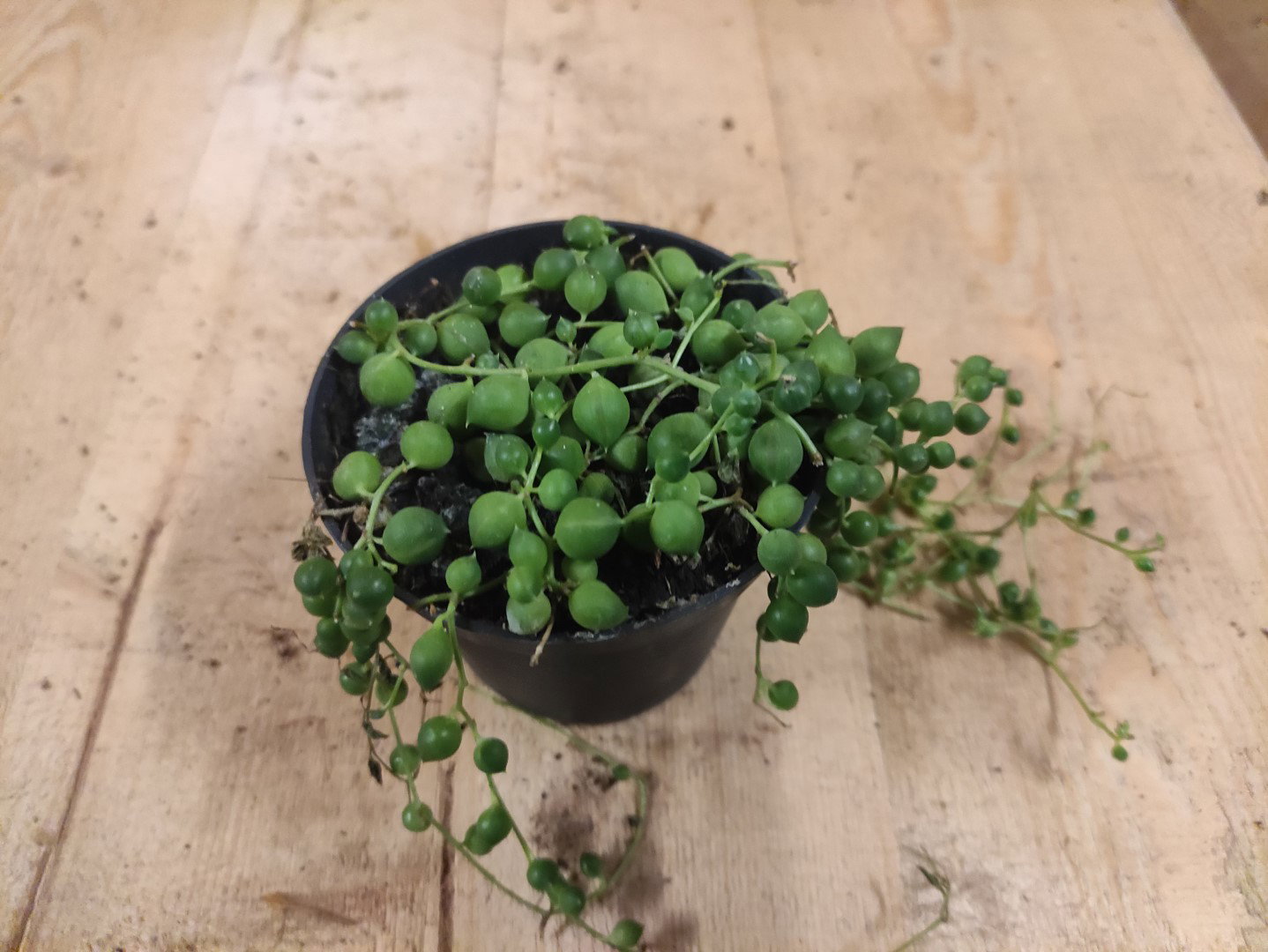 https://cdn.warentuin.nl/media/catalog/product/L/E/LEVE8149900043660_01_warentuin_natuurlijk_kamerplant_senecio_rowleyanus_erwtenp_6313.jpg