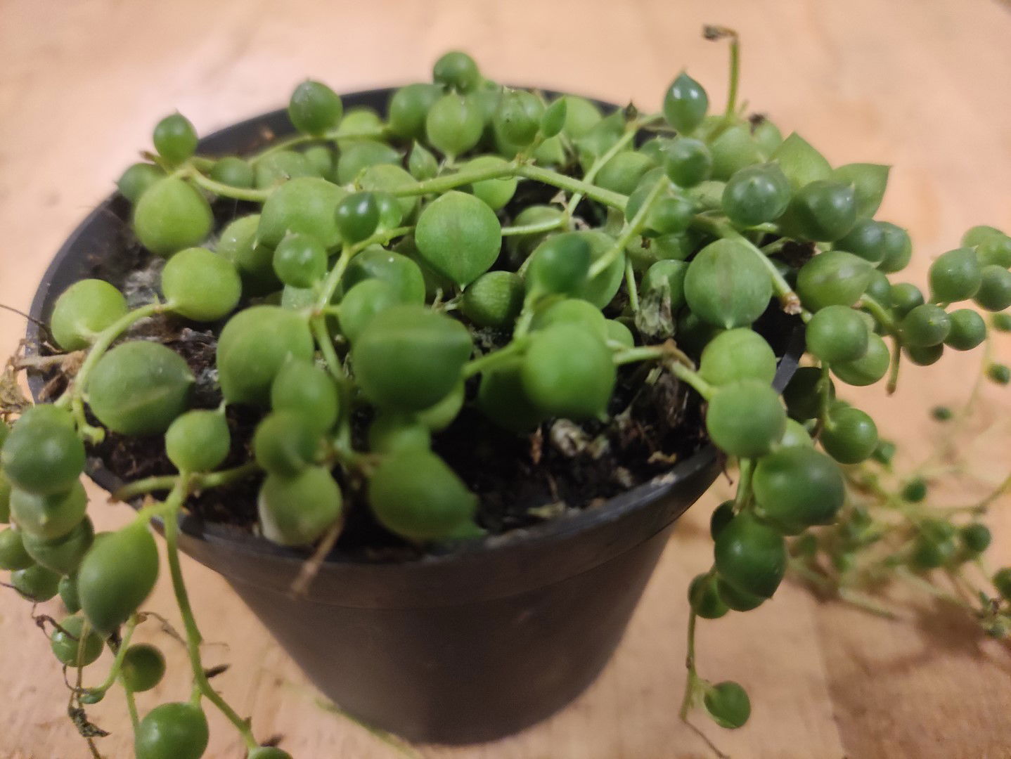 Senecio Rowleyanus Erwtenplant hangplant Warentuin Natuurlijk