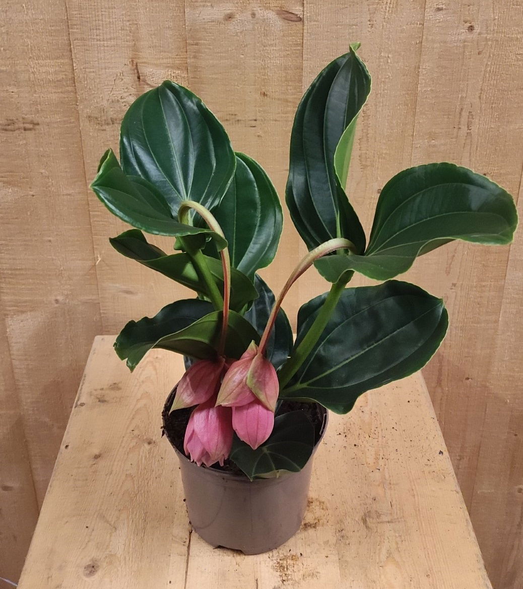https://cdn.warentuin.nl/media/catalog/product/L/E/LEVE8149900043661_01_warentuin_natuurlijk_kamerplant_trosbloem_roze_medinilla_m_d975.jpg