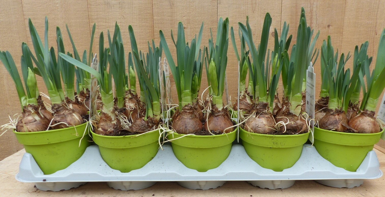 Warentuin natuurlijk Geurende Narcissen 10 stuks in potjes kleur licht geel  - 