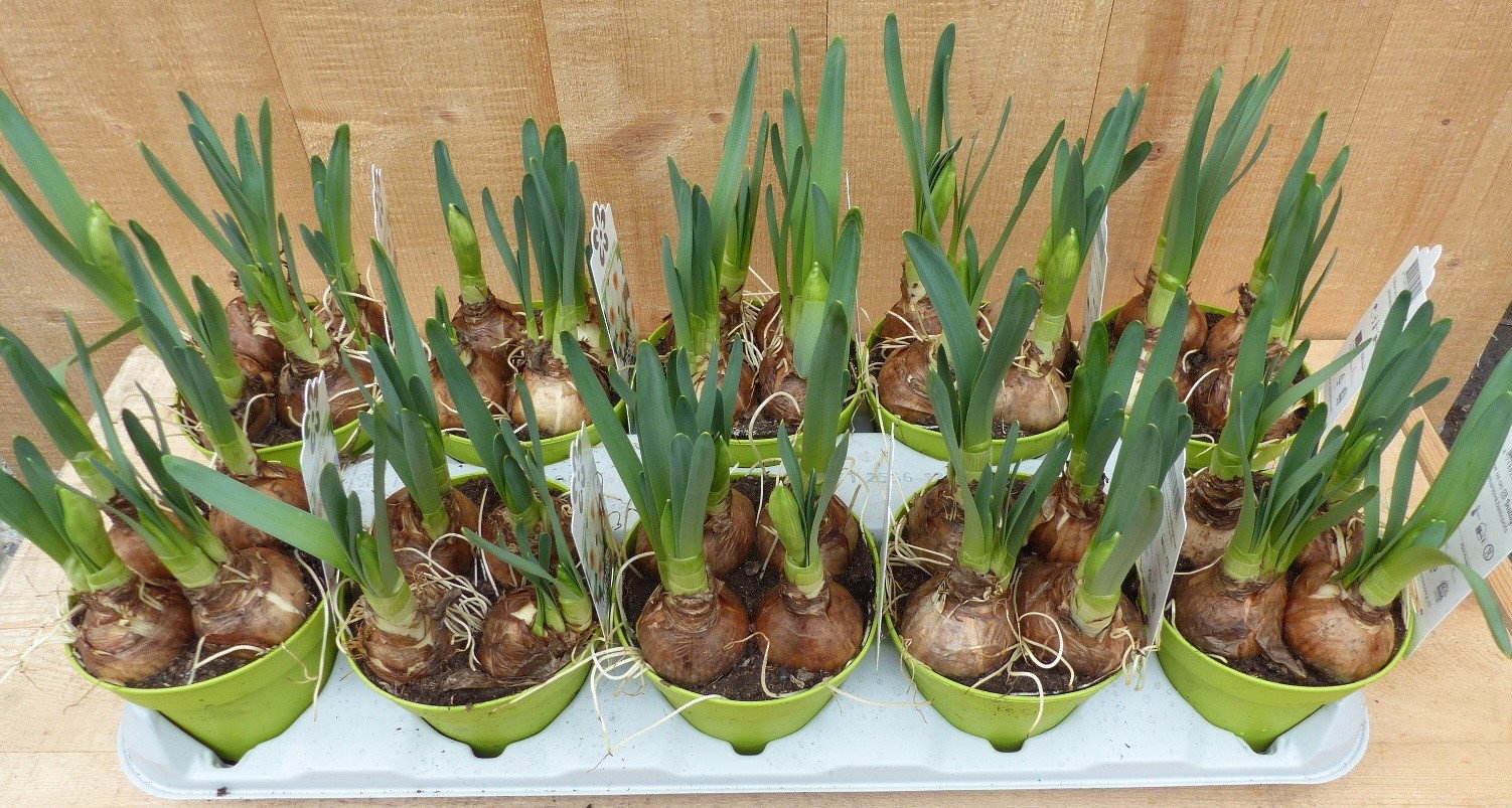 Warentuin natuurlijk Narcis Tete a Tete 10 stuks in potjes kleur geel  - 