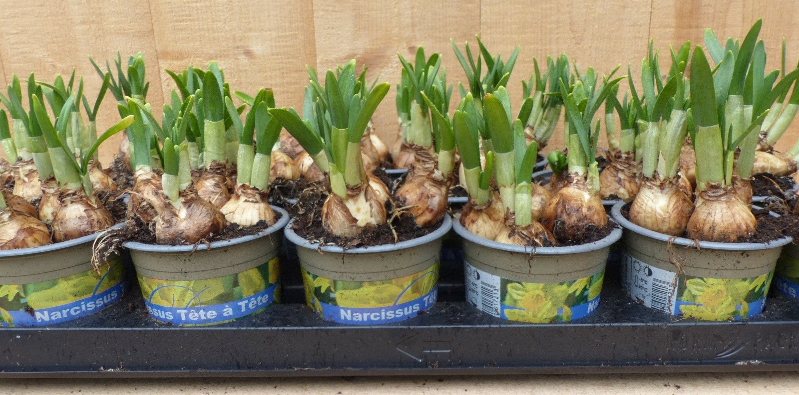 Warentuin natuurlijk Narcis Tete a Tete 18 stuks in kleine potjes kleur geel  - 
