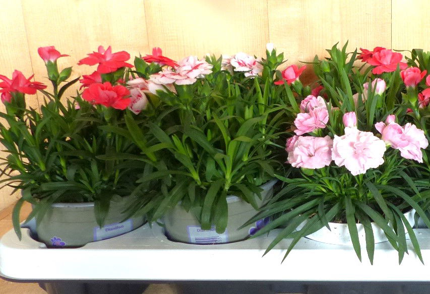 https://cdn.warentuin.nl/media/catalog/product/L/E/LEVE8149900043686_01_warentuin_natuurlijk_plant_tuinanjers_10_stuks_in_tray_mix_dfa6.JPG