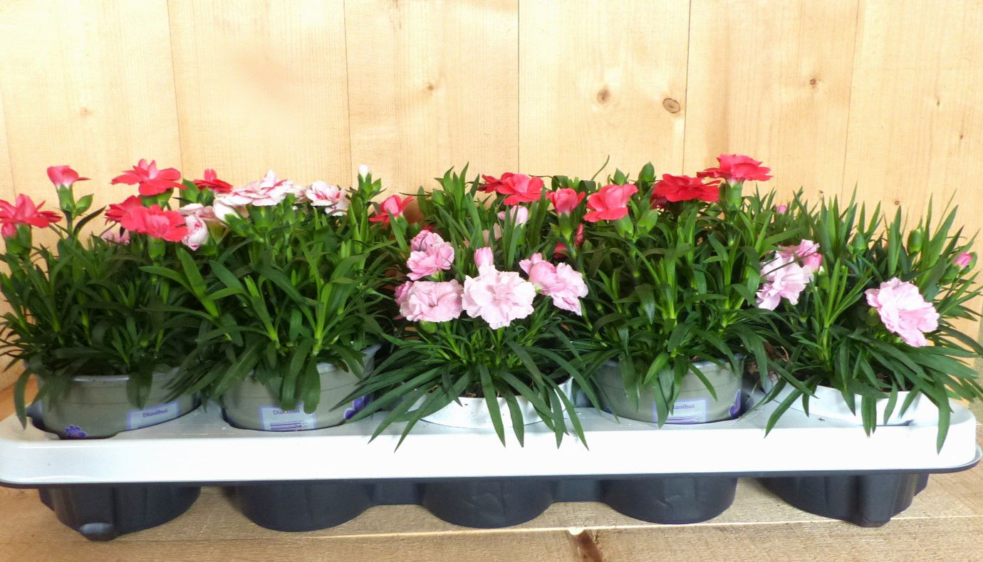 https://cdn.warentuin.nl/media/catalog/product/L/E/LEVE8149900043686_warentuin_natuurlijk_plant_tuinanjers_10_stuks_in_tray_mix_kl_c16e.JPG