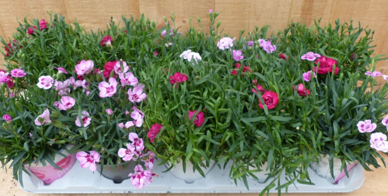https://cdn.warentuin.nl/media/catalog/product/L/E/LEVE8149900043692_01_warentuin_natuurlijk_plant_anjer_10_potjes_i_d06e.JPG