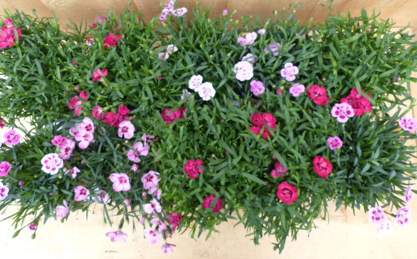 https://cdn.warentuin.nl/media/catalog/product/L/E/LEVE8149900043692_02_warentuin_natuurlijk_plant_anjer_10_potjes_i_c58e.JPG