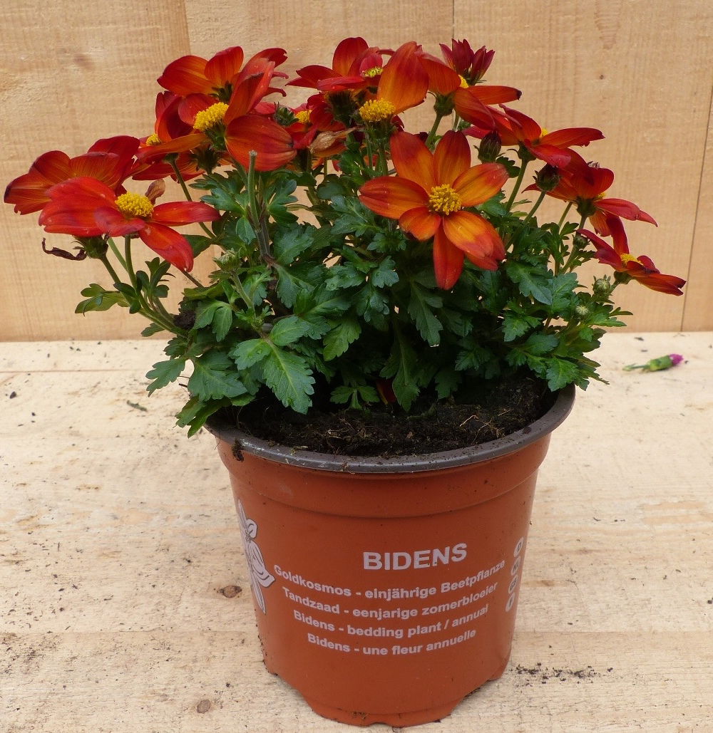 https://cdn.warentuin.nl/media/catalog/product/L/E/LEVE8149900043694_01_warentuin_natuurlijk_plant_bidens_tandzaad_p_5961.JPG