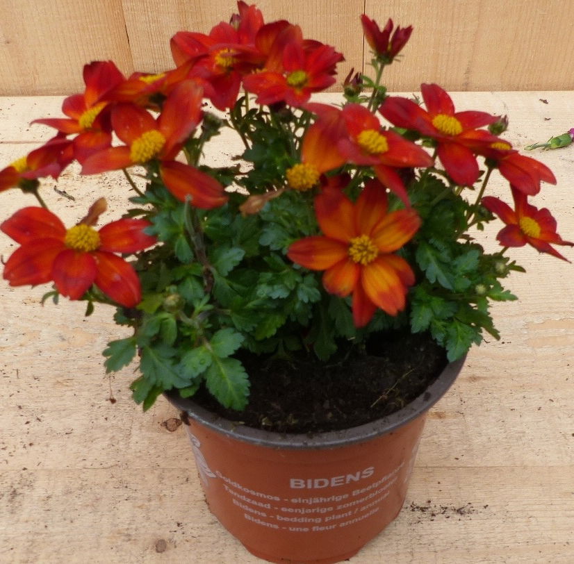 https://cdn.warentuin.nl/media/catalog/product/L/E/LEVE8149900043694_warentuin_natuurlijk_plant_bidens_tandzaad_plan_d3c6.JPG
