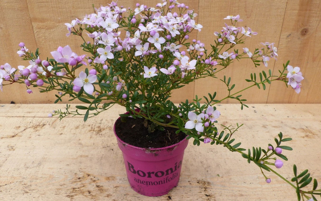 https://cdn.warentuin.nl/media/catalog/product/L/E/LEVE8149900043695_01_warentuin_natuurlijk_plant_boronia_plant_451d.JPG