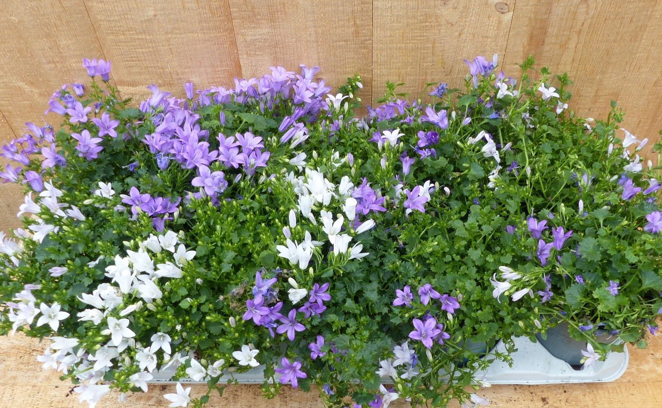 https://cdn.warentuin.nl/media/catalog/product/L/E/LEVE8149900043696_01_warentuin_natuurlijk_plant_campanula_klokjes_ef14.JPG
