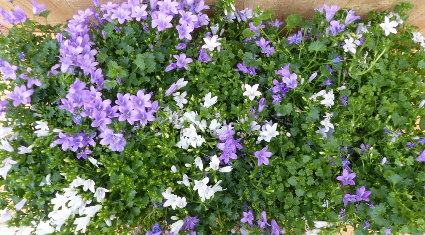 https://cdn.warentuin.nl/media/catalog/product/L/E/LEVE8149900043696_warentuin_natuurlijk_plant_campanula_klokjesblo_492d.JPG