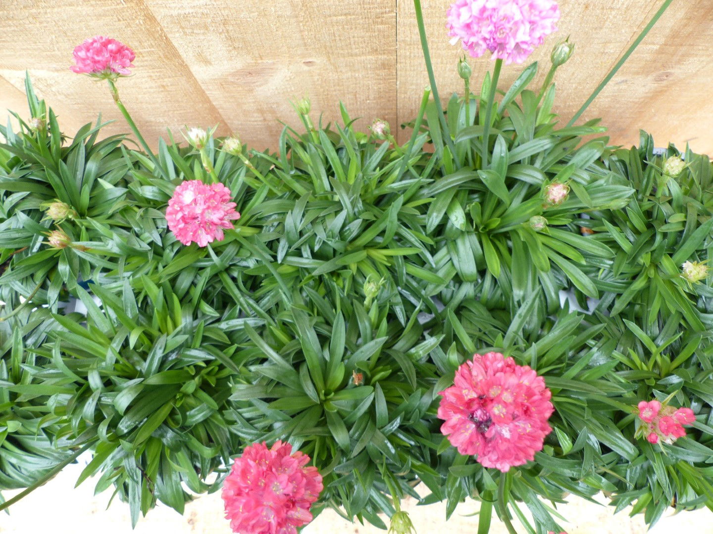 https://cdn.warentuin.nl/media/catalog/product/L/E/LEVE8149900043697_01_warentuin_natuurlijk_plant_engels_gras_10_po_7ddb.JPG