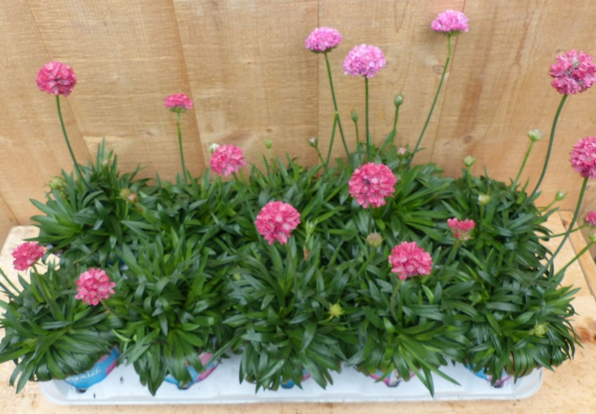 https://cdn.warentuin.nl/media/catalog/product/L/E/LEVE8149900043697_warentuin_natuurlijk_plant_engels_gras_10_potje_de61.JPG