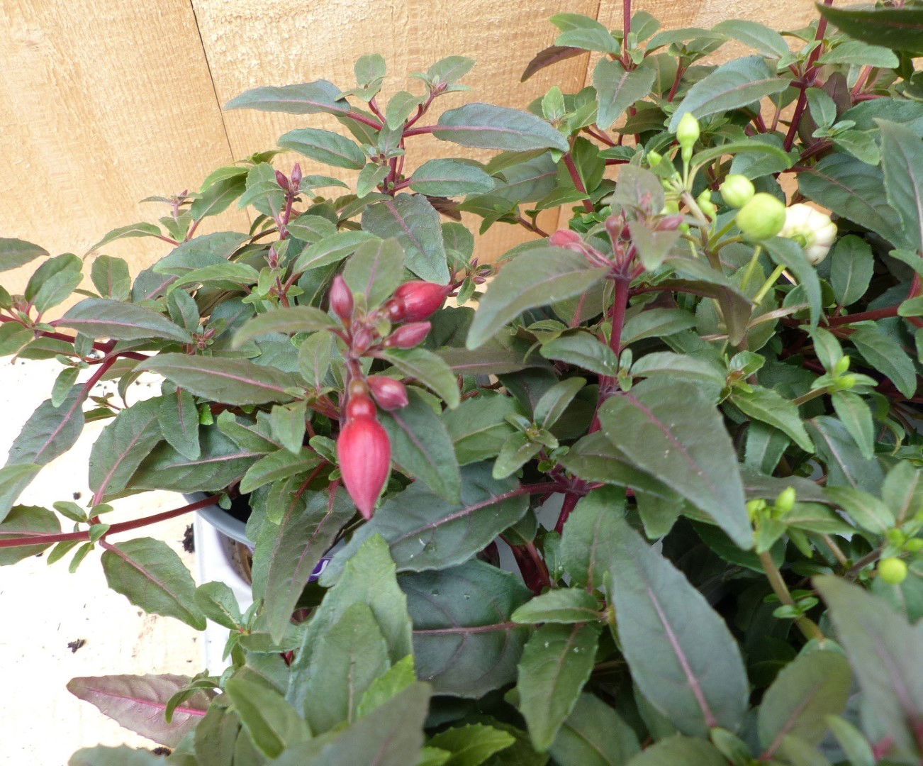 https://cdn.warentuin.nl/media/catalog/product/L/E/LEVE8149900043699_01_warentuin_natuurlijk_plant_fuchsia_s_bellenp_dc83.JPG