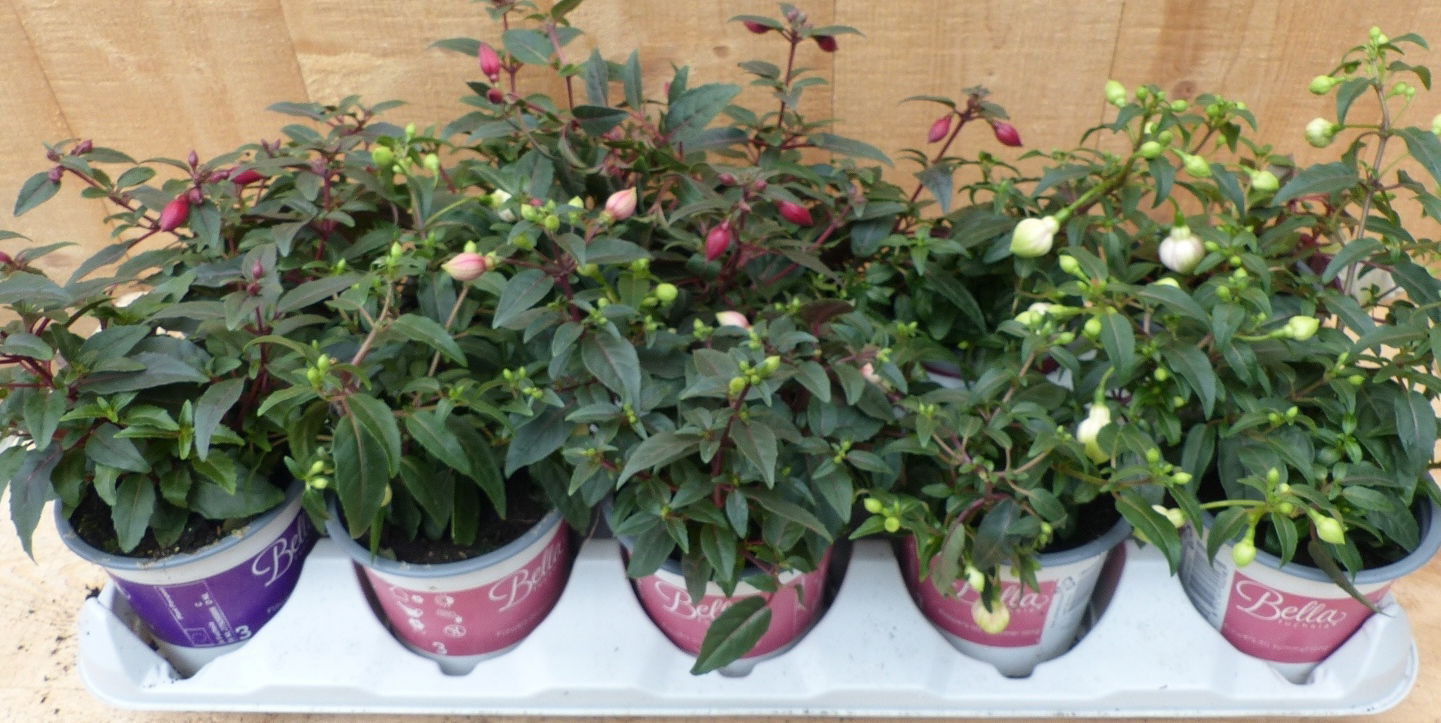 https://cdn.warentuin.nl/media/catalog/product/L/E/LEVE8149900043699_warentuin_natuurlijk_plant_fuchsia_s_bellenplan_29cd.JPG
