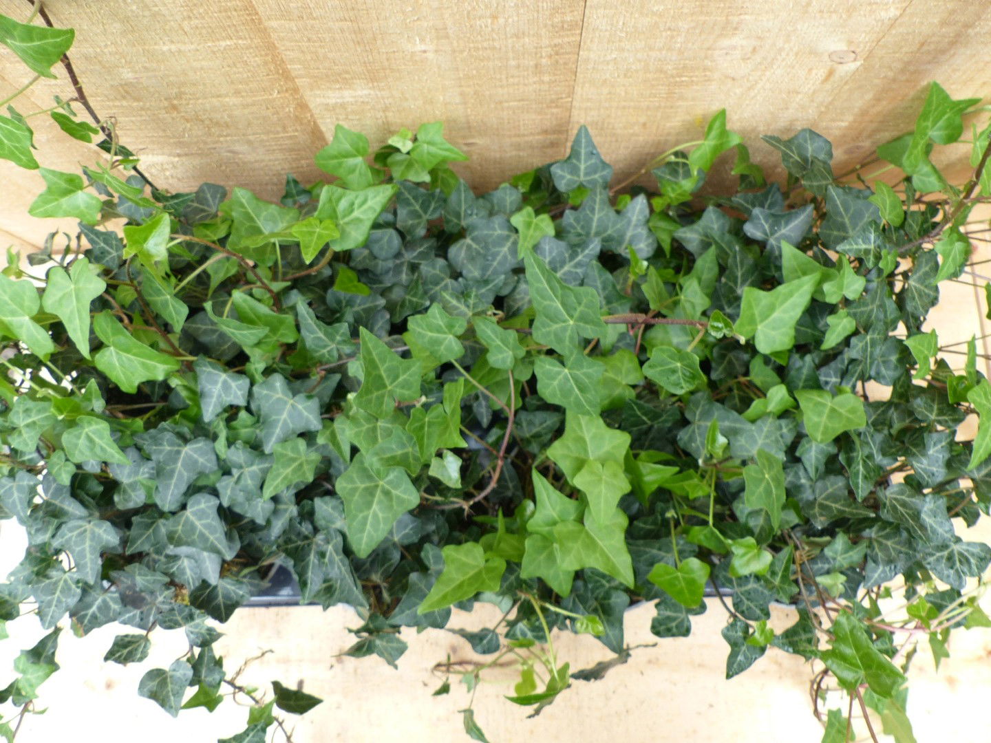 https://cdn.warentuin.nl/media/catalog/product/L/E/LEVE8149900043702_01_warentuin_natuurlijk_plant_hedera_klimop_8_p_1507.JPG