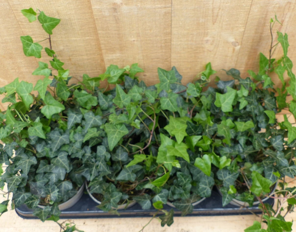 Hedera Klimop 8 potjes in tray kleur groen Warentuin Natuurlijk