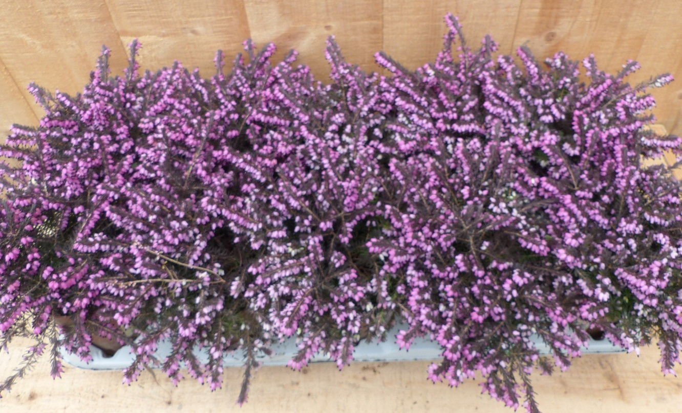 Heide Erica roze 10 potjes in Tray kleur roze - Warentuin Natuurlijk