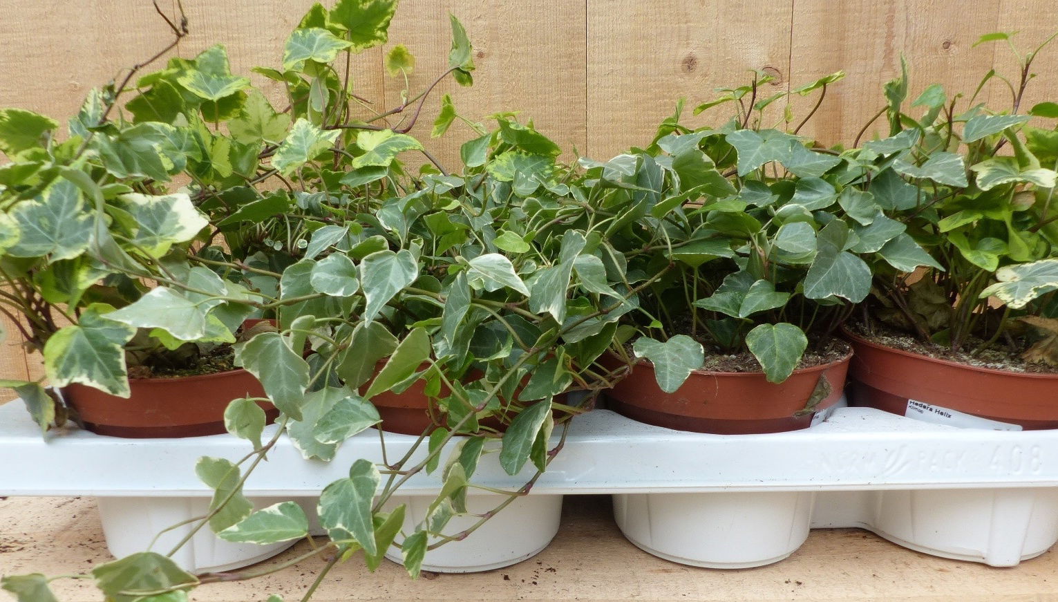 https://cdn.warentuin.nl/media/catalog/product/L/E/LEVE8149900043705_01_warentuin_natuurlijk_plant_klimop_hedrea_kle_7701.JPG