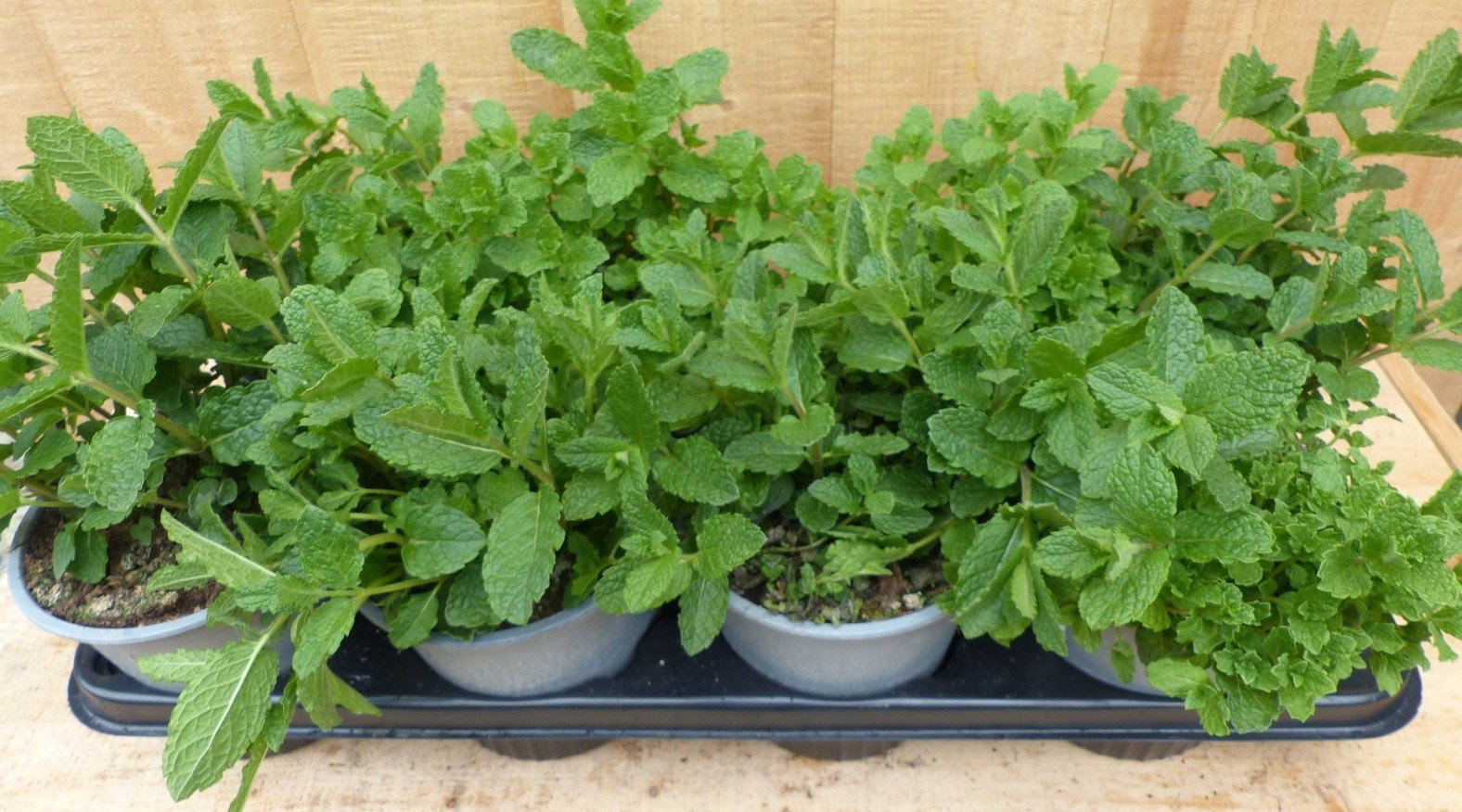 https://cdn.warentuin.nl/media/catalog/product/L/E/LEVE8149900043707_02_warentuin_natuurlijk_plant_kruiden_munt_8_po_892b.JPG