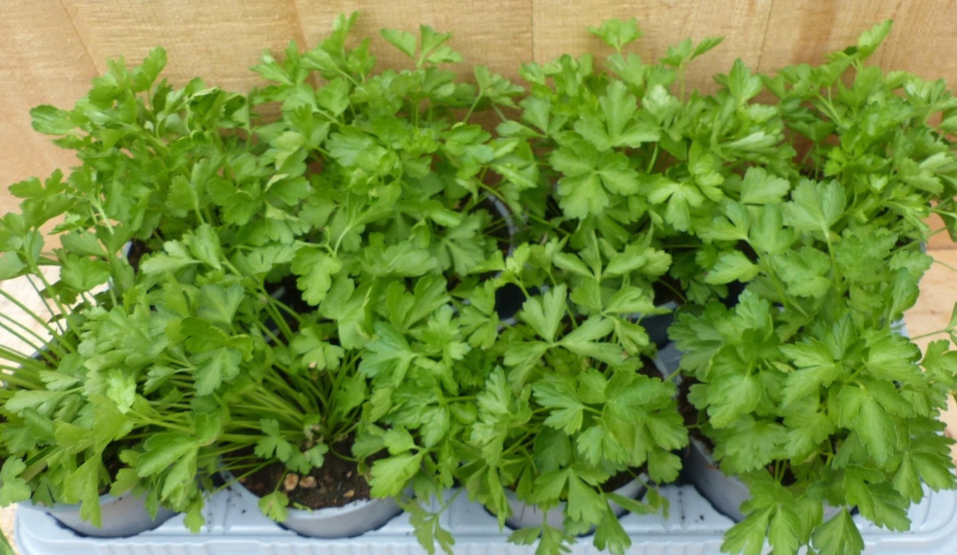 https://cdn.warentuin.nl/media/catalog/product/L/E/LEVE8149900043708_02_warentuin_natuurlijk_plant_kruiden_selderij__1587.JPG