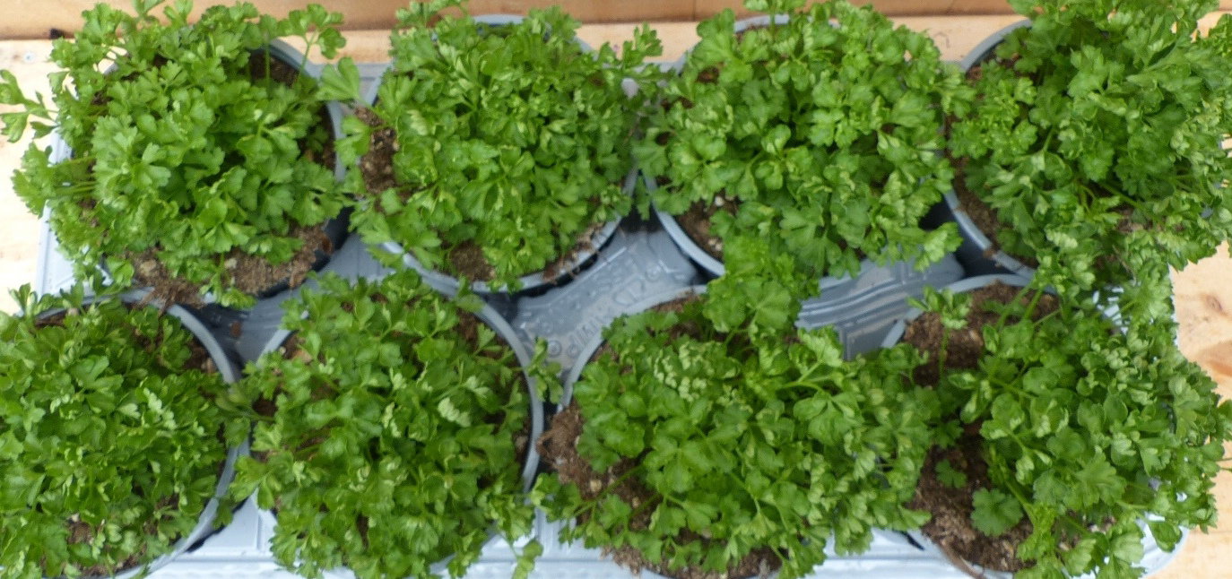 https://cdn.warentuin.nl/media/catalog/product/L/E/LEVE8149900043709_warentuin_natuurlijk_plant_kruiden_peterselie_8_c9b8.JPG