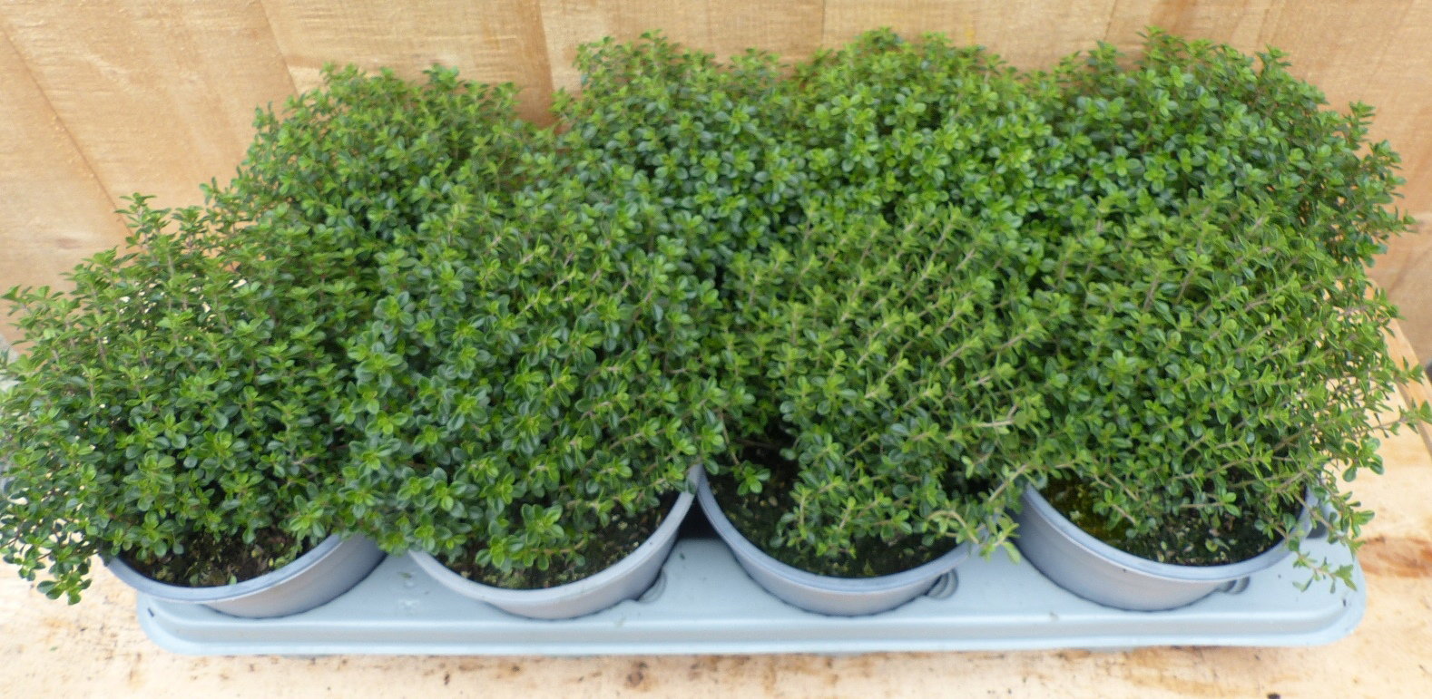 https://cdn.warentuin.nl/media/catalog/product/L/E/LEVE8149900043711_warentuin_natuurlijk_plant_kruiden_thijm_8_potj_c09d.JPG