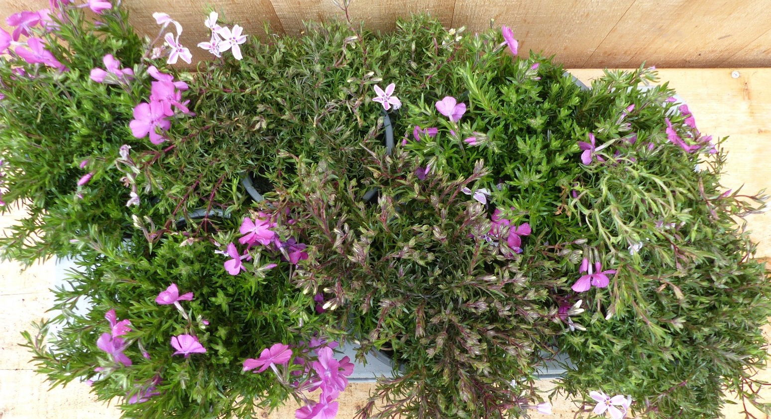 https://cdn.warentuin.nl/media/catalog/product/L/E/LEVE8149900043713_01_warentuin_natuurlijk_plant_kruipphlox_vlambl_6607.JPG