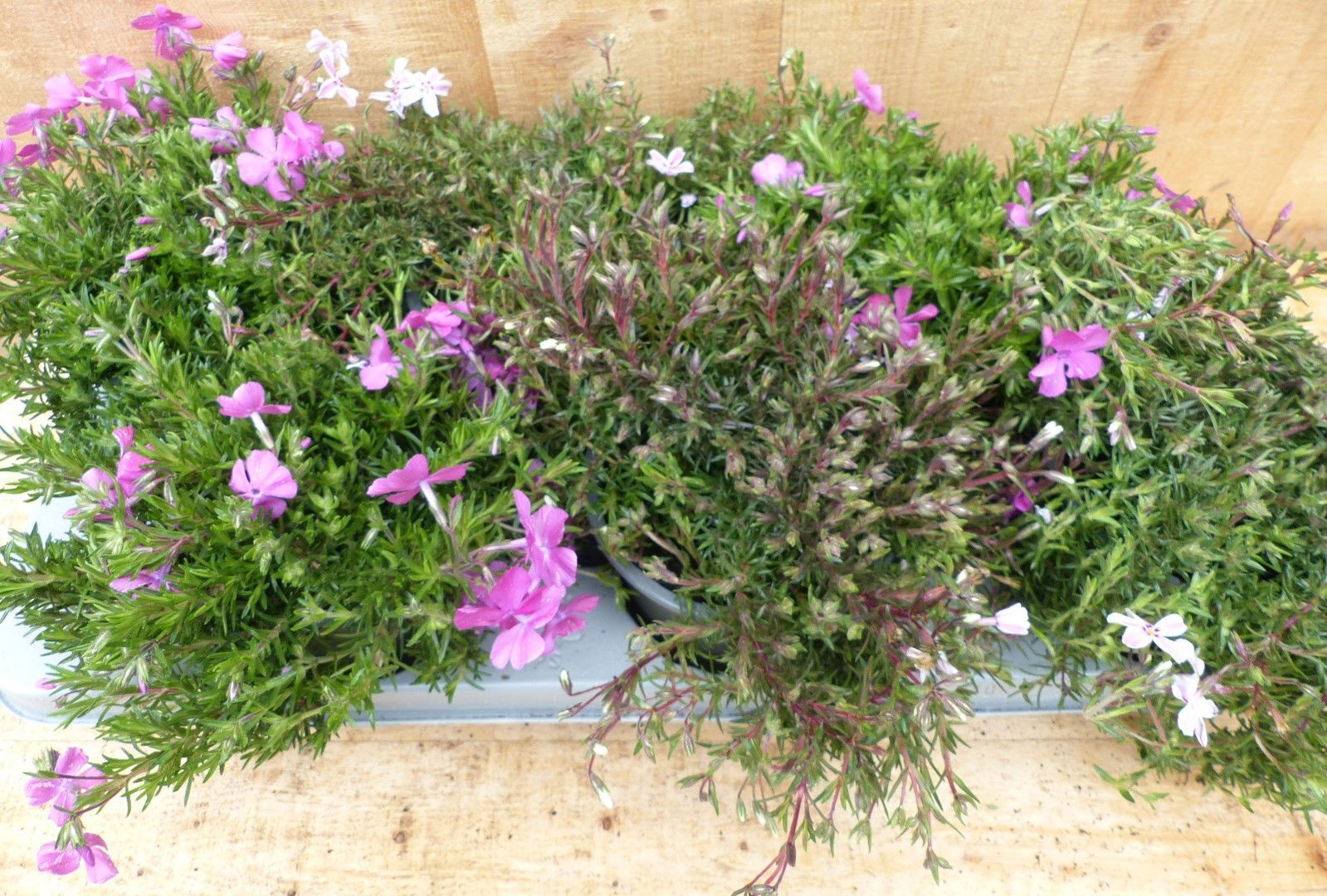 https://cdn.warentuin.nl/media/catalog/product/L/E/LEVE8149900043713_warentuin_natuurlijk_plant_kruipphlox_vlambloem_9b60.JPG