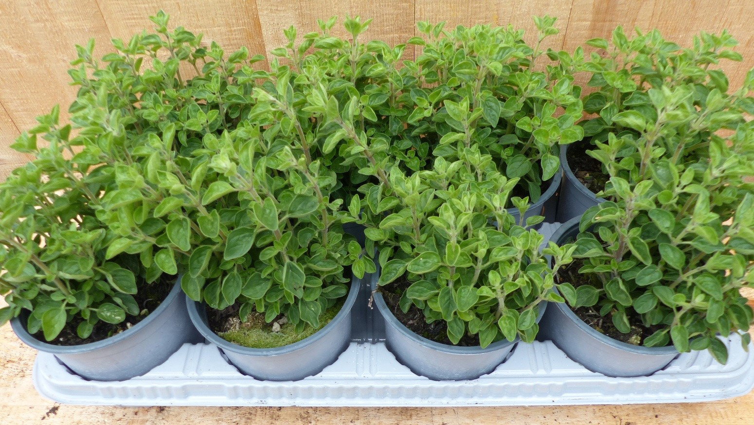 https://cdn.warentuin.nl/media/catalog/product/L/E/LEVE8149900043714_warentuin_natuurlijk_plant_kruiden_marjolein_8__a5ef.JPG