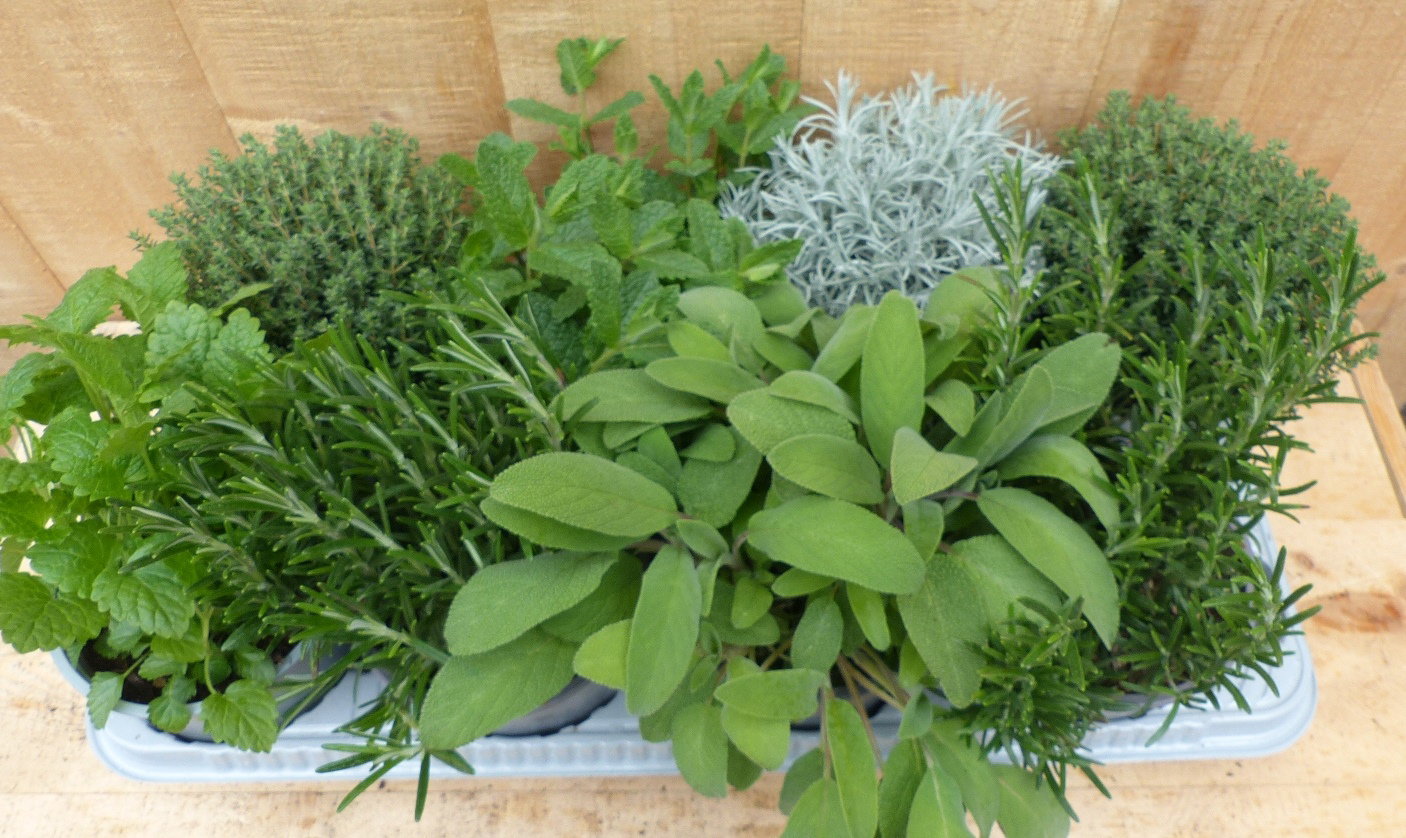 https://cdn.warentuin.nl/media/catalog/product/L/E/LEVE8149900043716_warentuin_natuurlijk_plant_kruidenmix_bak_vaste_9611.JPG