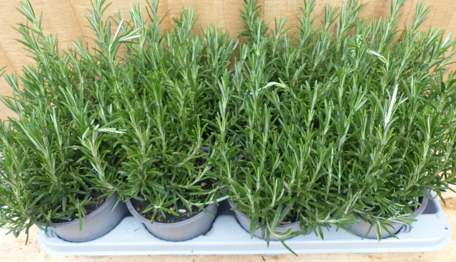 https://cdn.warentuin.nl/media/catalog/product/L/E/LEVE8149900043717_warentuin_natuurlijk_plant_kruiden_rozemarijn_8_f375.JPG