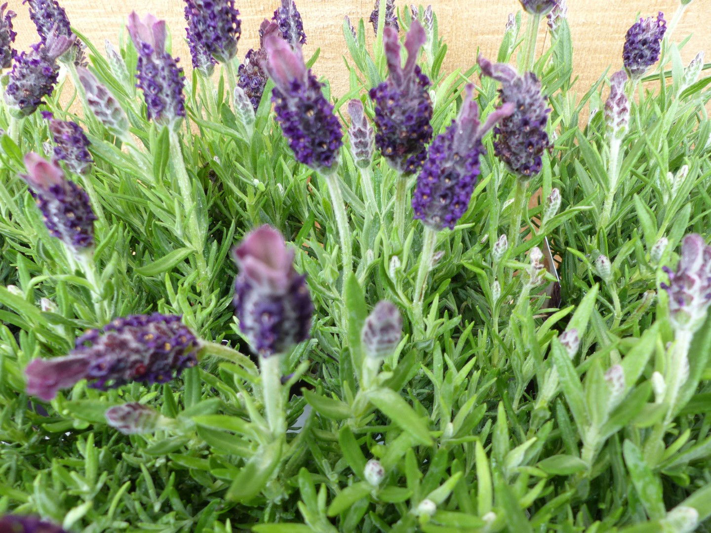 https://cdn.warentuin.nl/media/catalog/product/L/E/LEVE8149900043718_01_warentuin_natuurlijk_plant_kuiflavendel_10_p_5b72.JPG