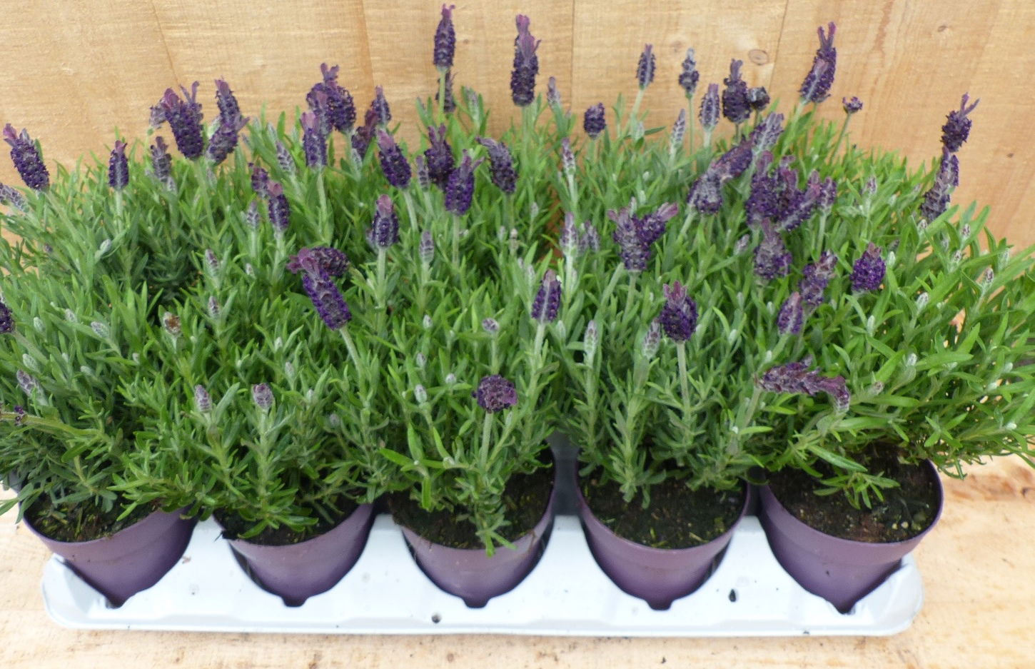 https://cdn.warentuin.nl/media/catalog/product/L/E/LEVE8149900043718_02_warentuin_natuurlijk_plant_kuiflavendel_10_p_f9f3.JPG