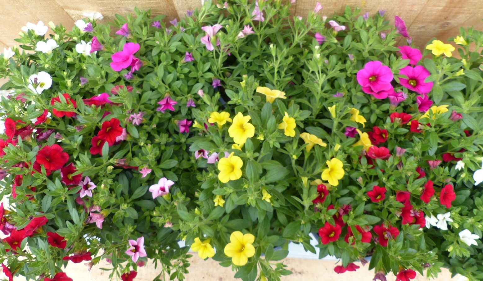 https://cdn.warentuin.nl/media/catalog/product/L/E/LEVE8149900043719_01_warentuin_natuurlijk_plant_million_bells_pet_224b.JPG