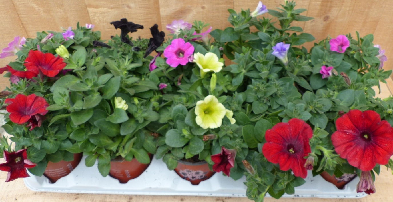 https://cdn.warentuin.nl/media/catalog/product/L/E/LEVE8149900043720_01_warentuin_natuurlijk_plant_petunia_surfinia__8045.JPG