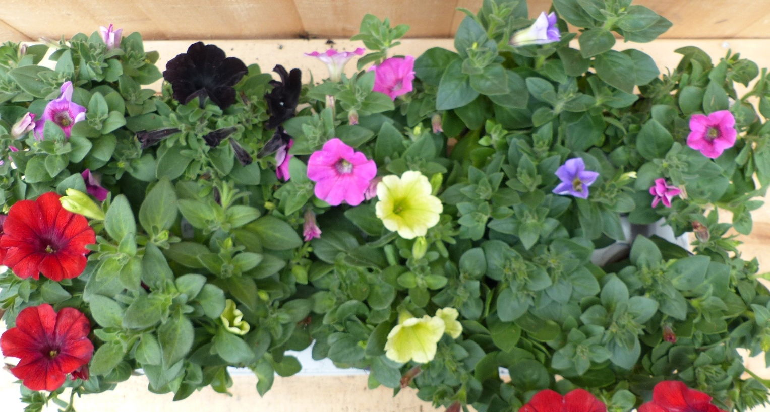 https://cdn.warentuin.nl/media/catalog/product/L/E/LEVE8149900043720_warentuin_natuurlijk_plant_petunia_surfinia_10__0f9f.JPG